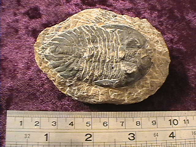 Fossil - Trilobite - Phacops - 65mm - Click Image to Close